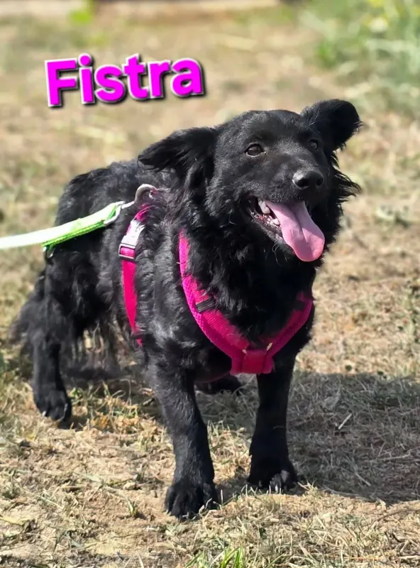 Fistra