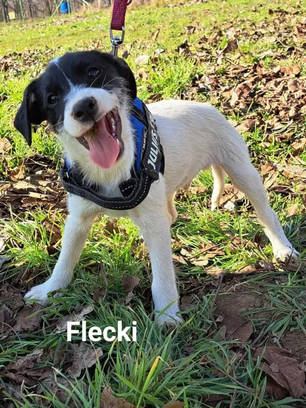Flecky