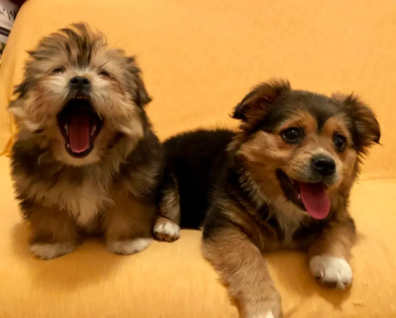 Fluffy