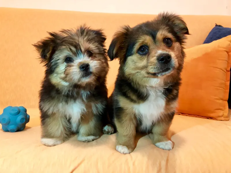 Fluffy