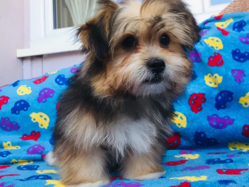 Fluffy