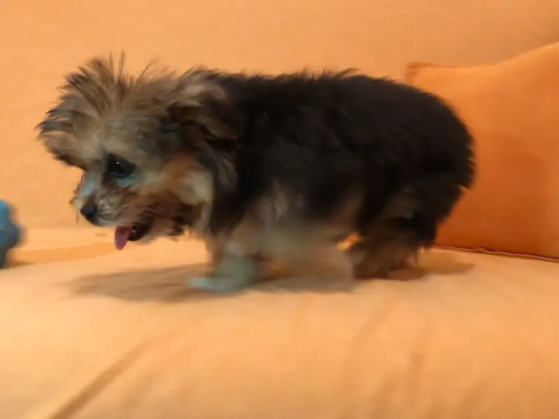 Fluffy