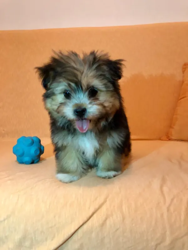 Fluffy