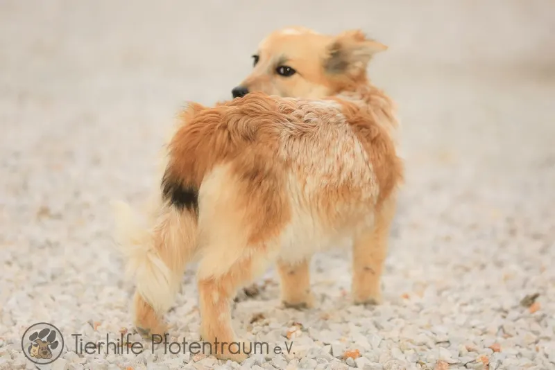Foxy