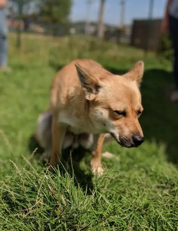 Foxy