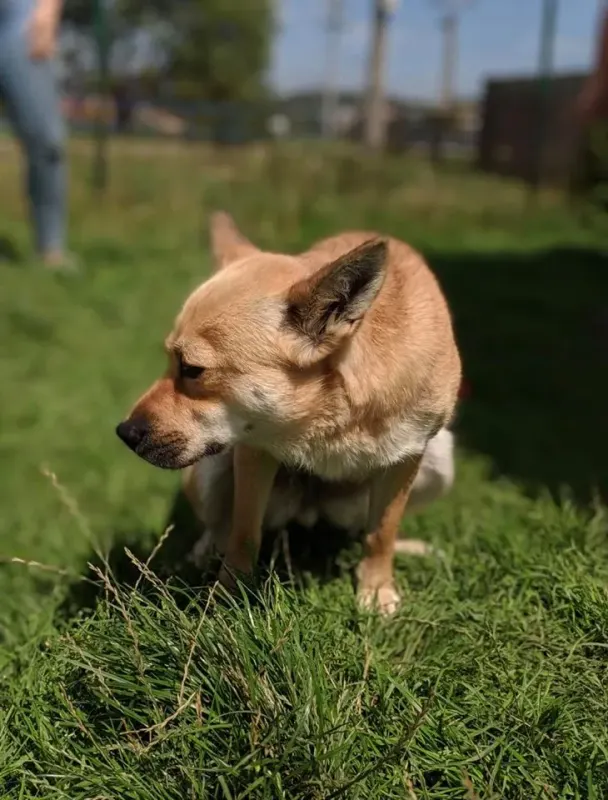 Foxy