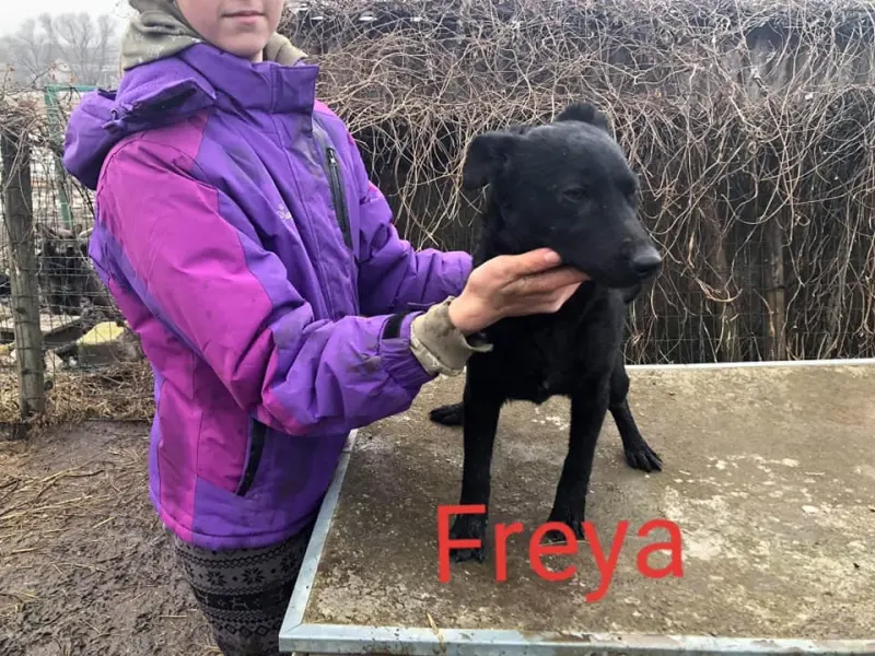 Freya