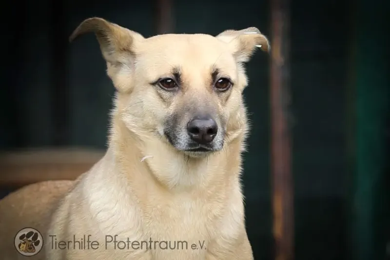 Frida
