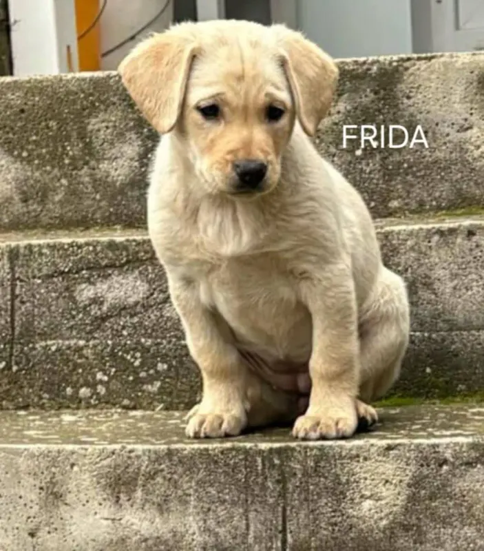 Frida