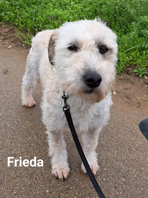 Frieda