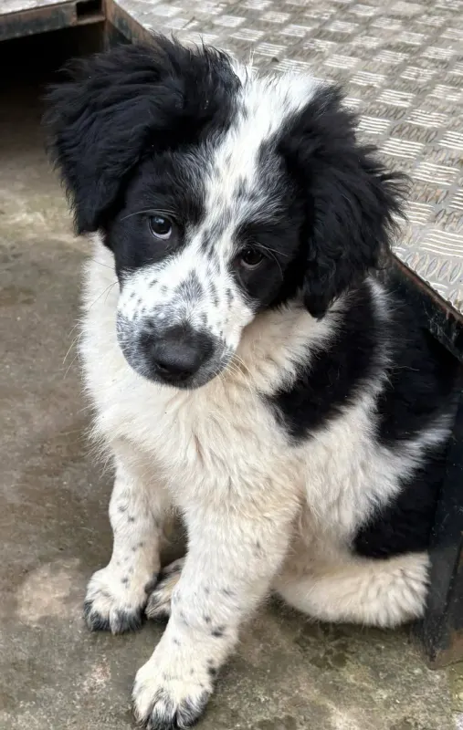 Fritz