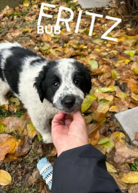 Fritz