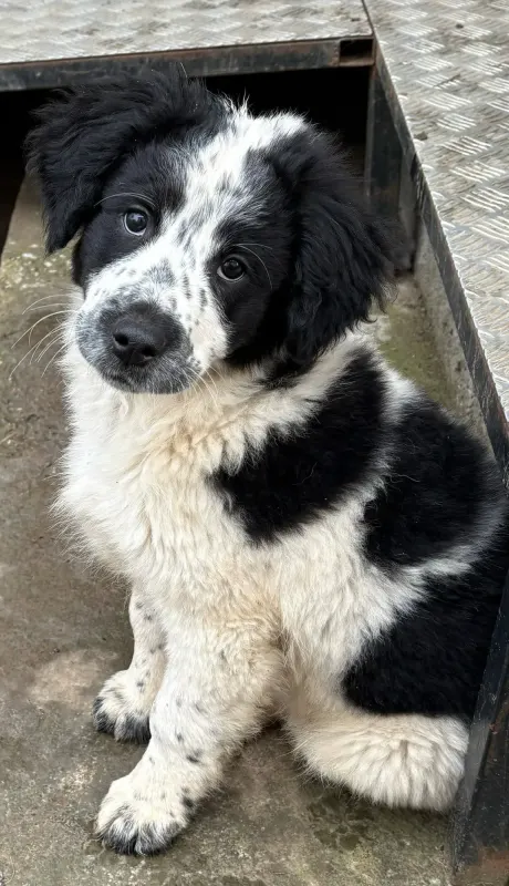 Fritz