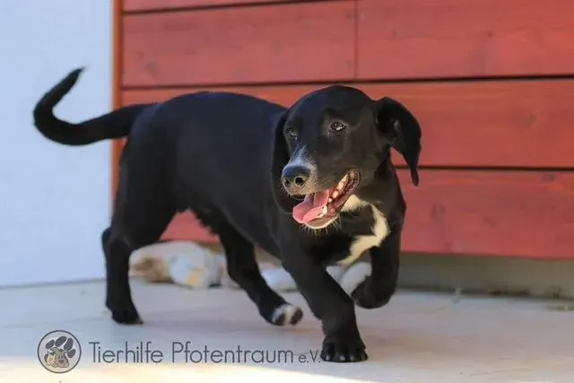 Fritzi