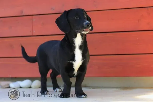 Fritzi