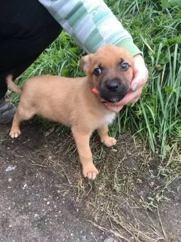 Frodo