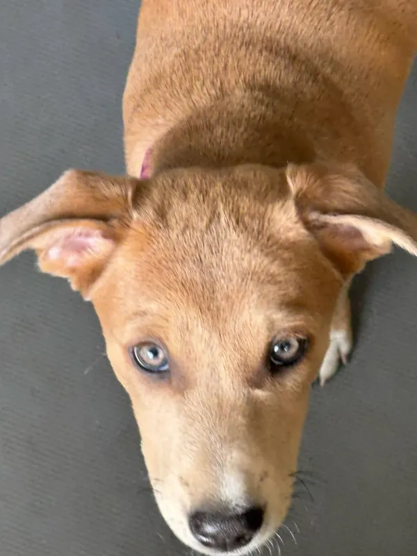 Gia