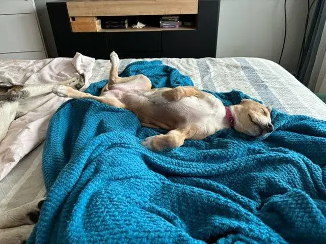 Gia