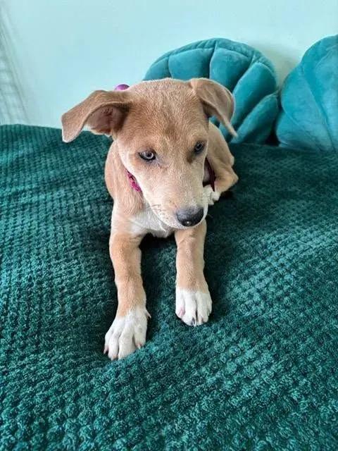 Gia