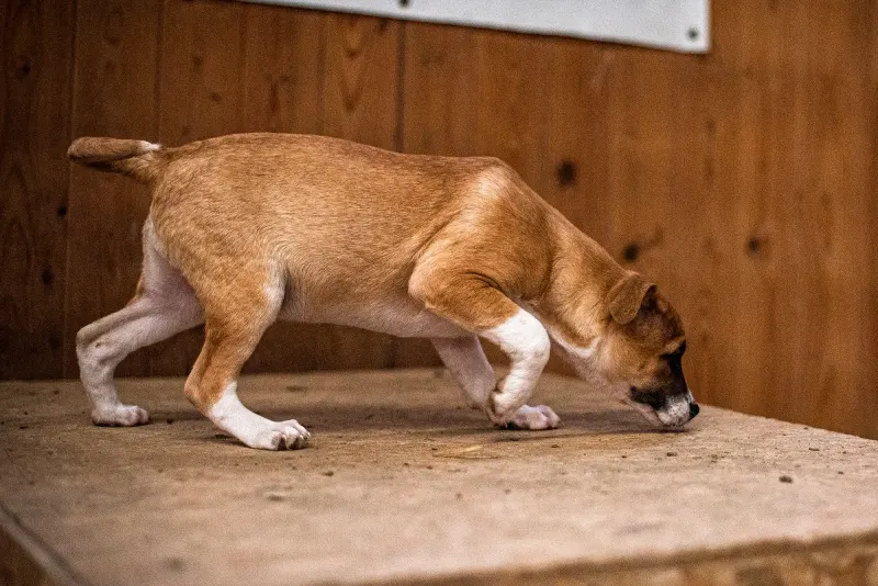 Gigi