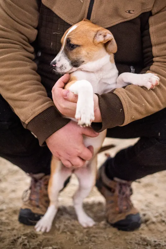 Gigi
