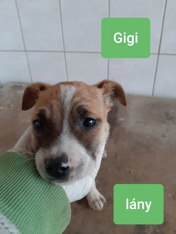 Gigi