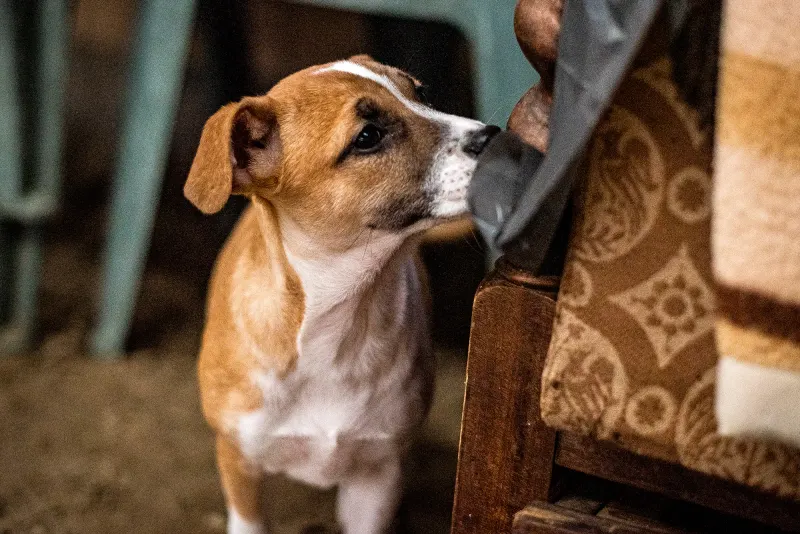 Gigi