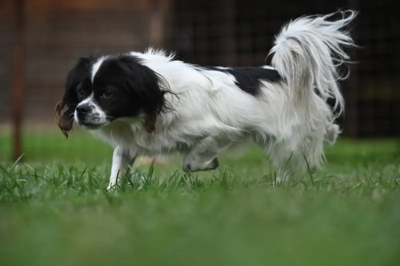 Gizmo