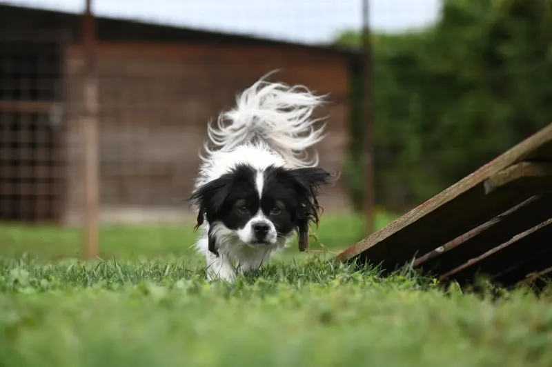 Gizmo