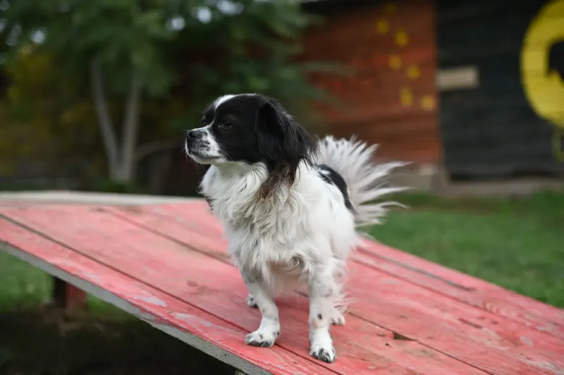 Gizmo