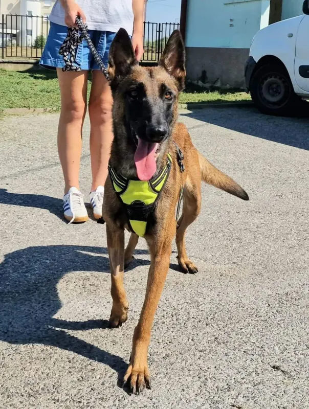 Greta