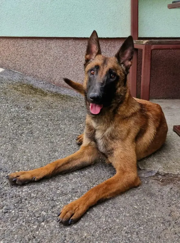 Greta