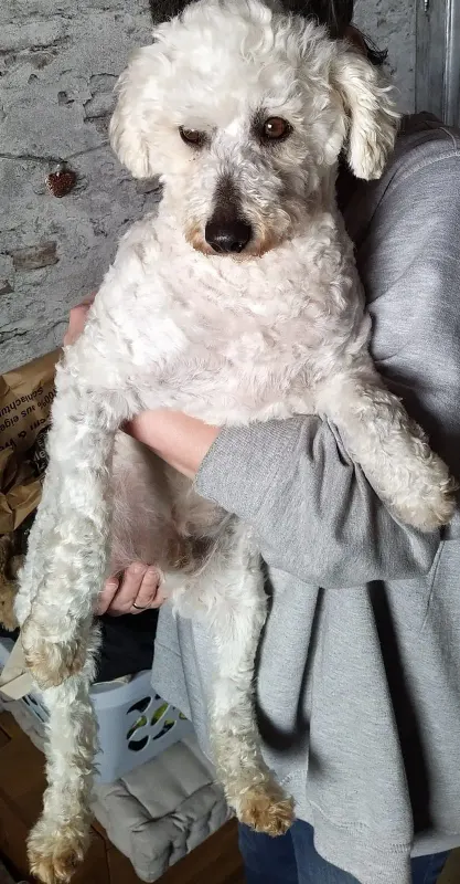 Gubi