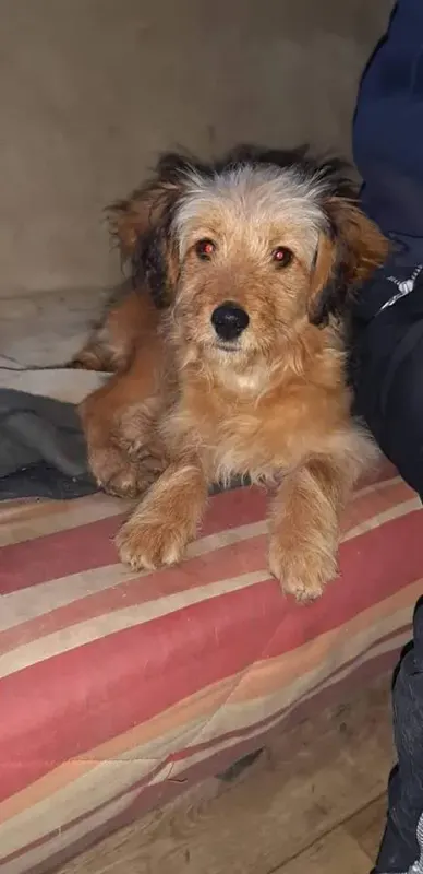 Gulka
