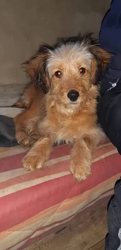 Gulka