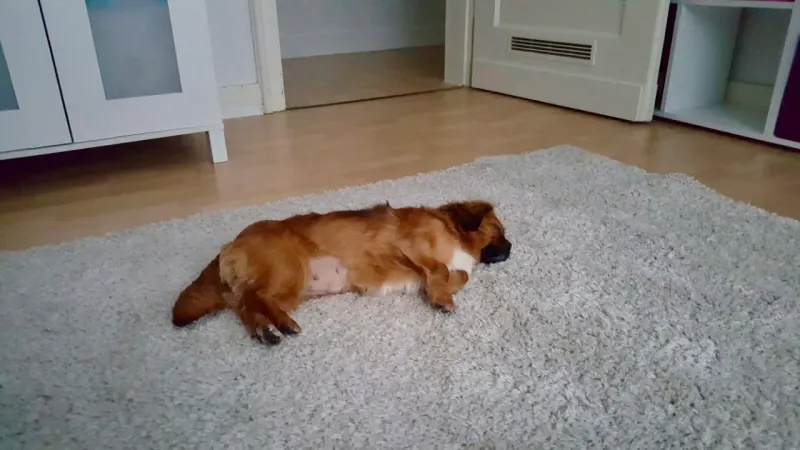 Hanni