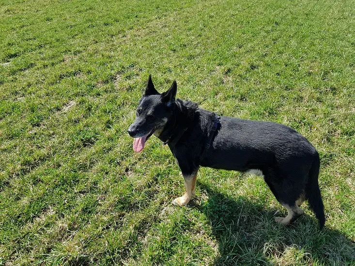 Hektor