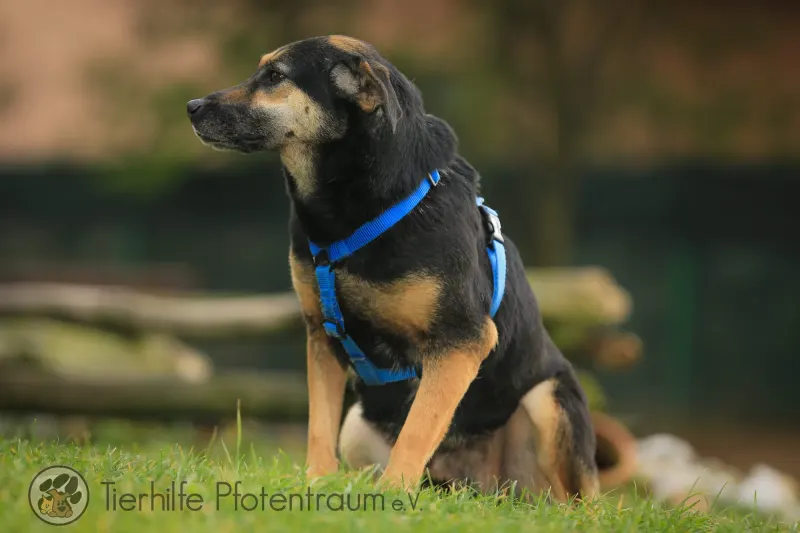 Helena