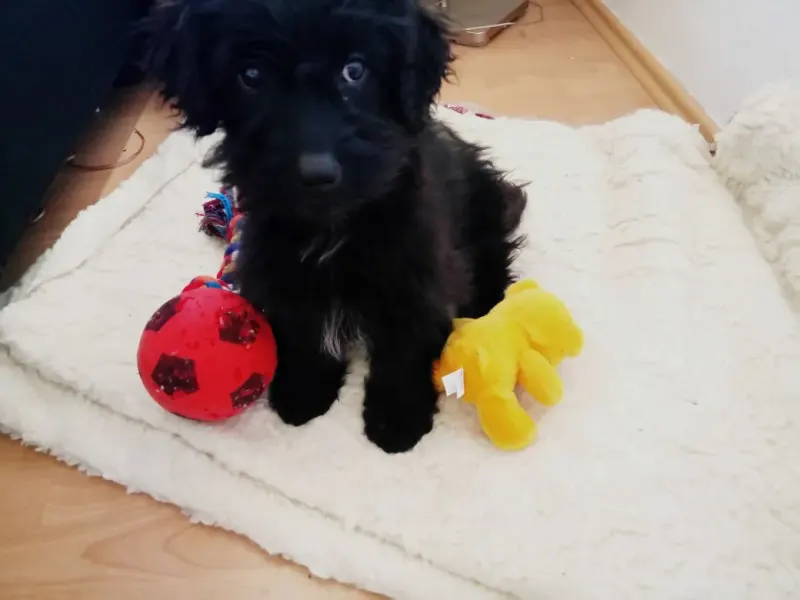 Hodor (Lucy)