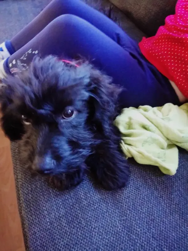 Hodor (Lucy)