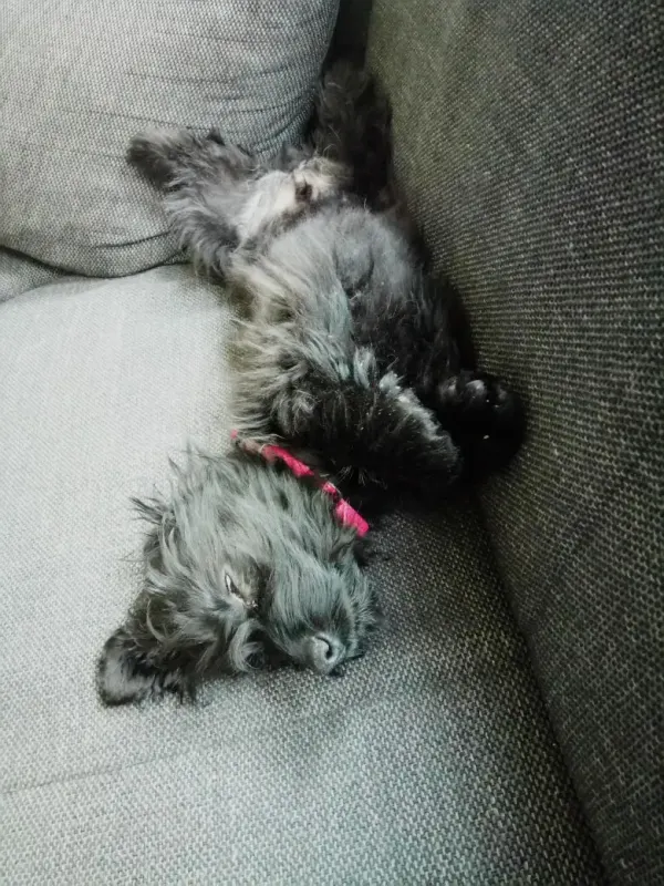 Hodor (Lucy)