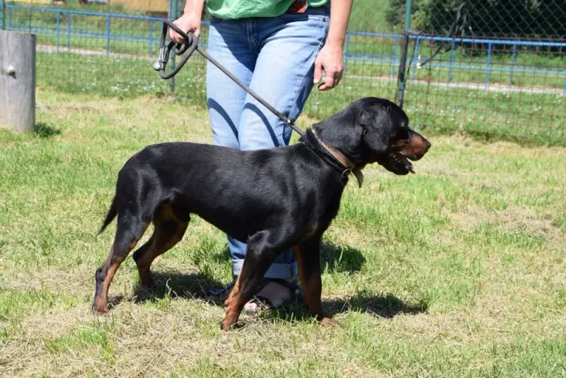 Hugo