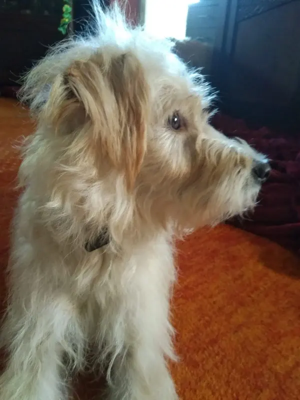Houdini
