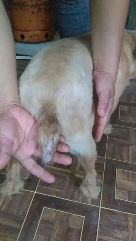 Idefix