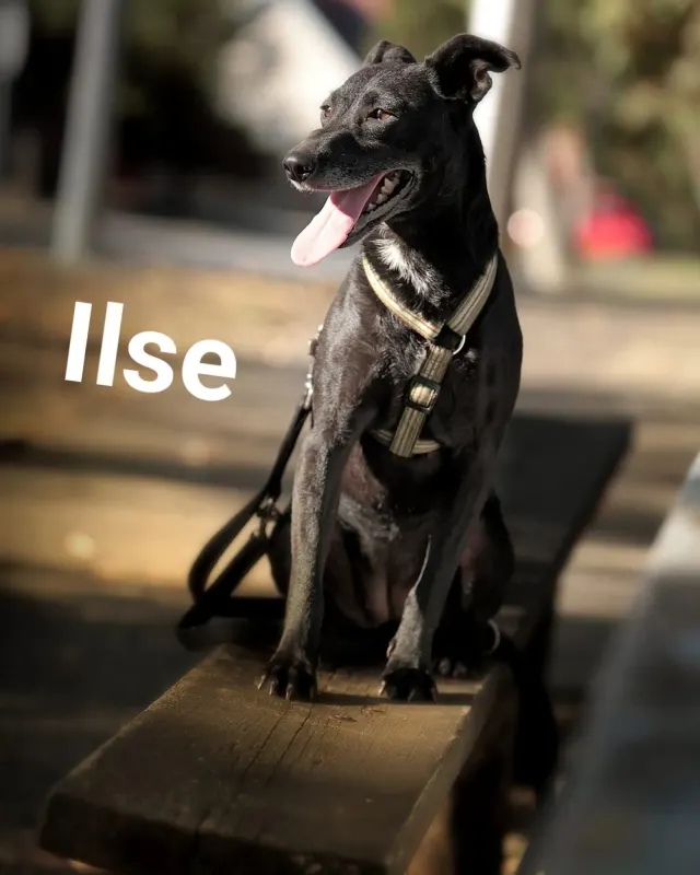 Ilse