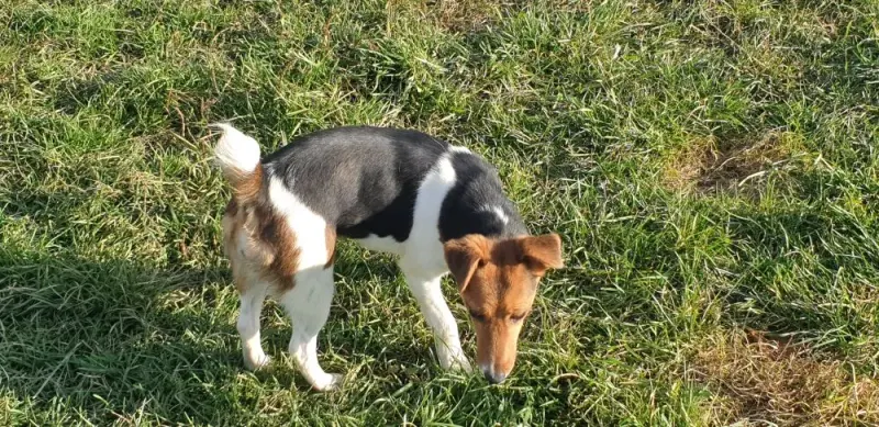 Inca