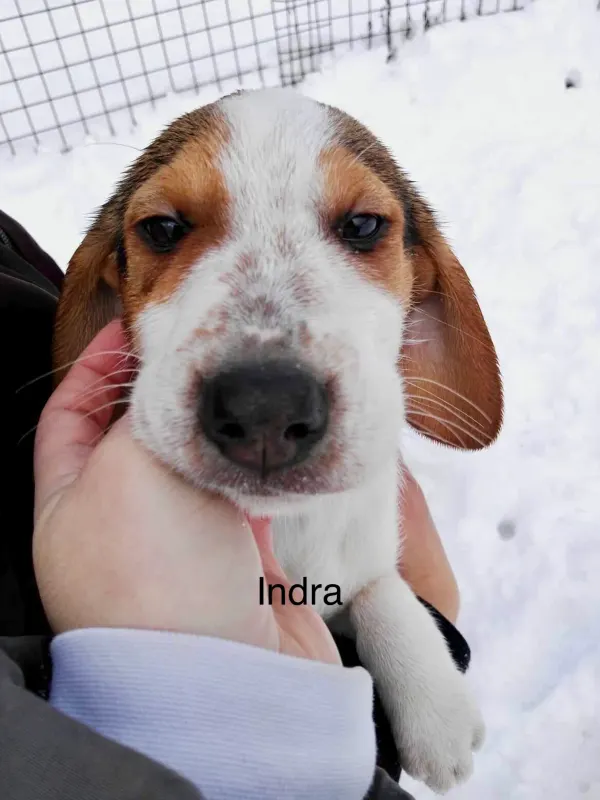 Indra