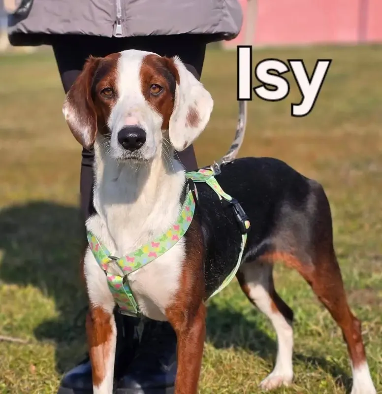 Isy