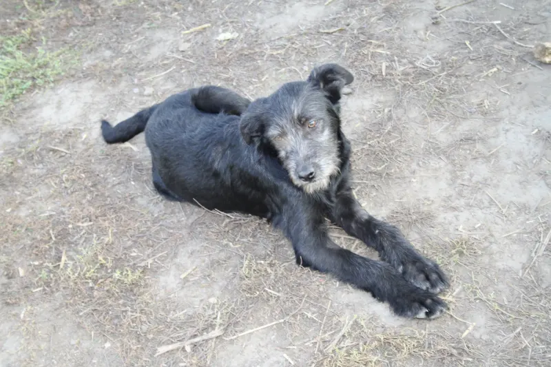 Jack