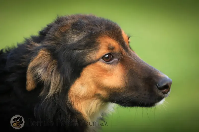 Willi